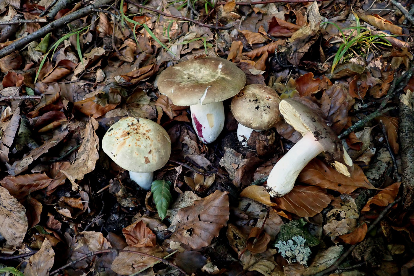 Russula olivacea   by Penny Cullington